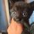 All black Kittens 1 1/2 month old 20$ each 5 thumbnail