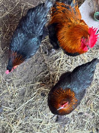Ayam cemani/Black Cooper Maran/Zombie trios 1