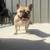 AKC Male Urajiro French Bulldog 1 thumbnail