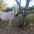 Palomino gelding 1 thumbnail
