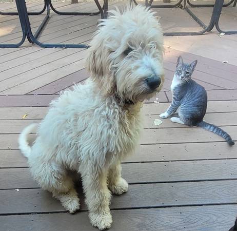 Goldendoodle de 5 meses (Gresham)63842372761217120