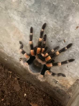 Mexican Red Knee Tarantula 1