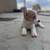 Corgi for Rehoming 11 thumbnail