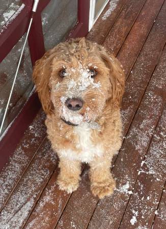 Pato Doodle Desaparecido (Dover)63844233644801121