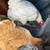 Chickens/ hens 1 thumbnail