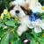 shih tzu puppies 12 thumbnail
