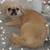 Pekinese 1 thumbnail