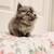 doll face persian mainecoon kitten 3 thumbnail