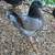 Modena pigeons 2 thumbnail