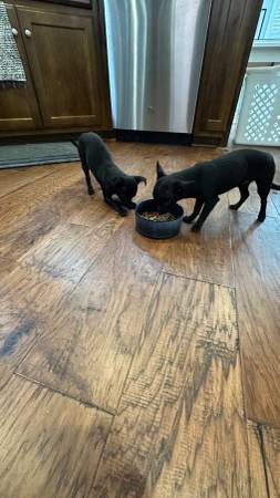 2 Chihuahua puppies (Huntsville)64151733933442121