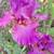 Bearded Iris Weekend Update $10 6 thumbnail