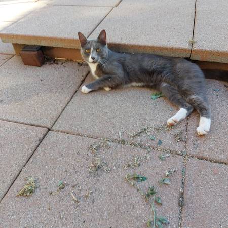 Gatito gris y blanco súper dulce (área de Camas)63821689584513120