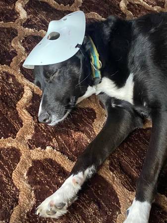 Lab collie63918925192706123