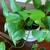 2ft Pothos Cutting 4 thumbnail