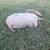 Kunekune pigs 2 thumbnail