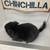 S16 - A beautiful dark ebony male chinchilla 5 thumbnail