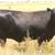 3 & 4 Yr. Old Heavy Bred Angus Cows 11 thumbnail