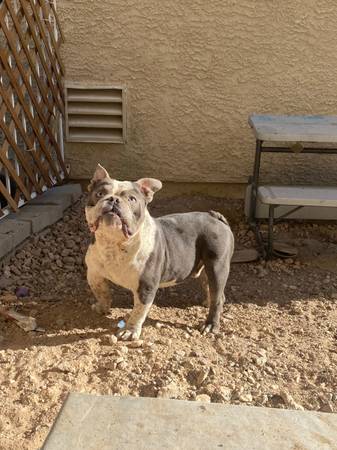 Exotic bully63860186029569121