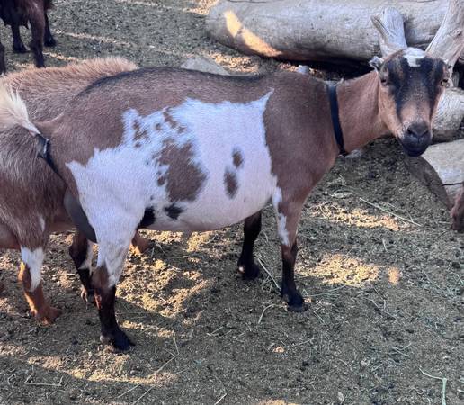 Mini La Mancha doe 1