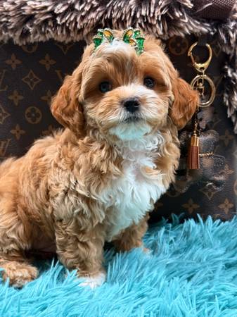 malripoo males (Hollywood)63936141587459123