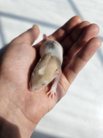 Pet rat (Visalia CA)63873029046785121
