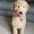 Golden Doodle 2 thumbnail