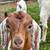 Boar goats 2 thumbnail