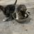 Kittens 1 thumbnail