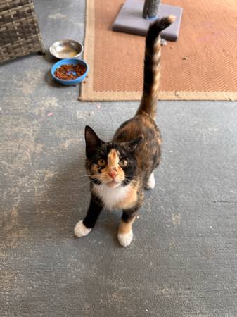 5 month old calico kitten (Melbourne)63867089484545121