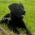 Black Lab $800 12 thumbnail