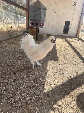 Gallo White Silkie (Madera Ranchos)63798796108801120