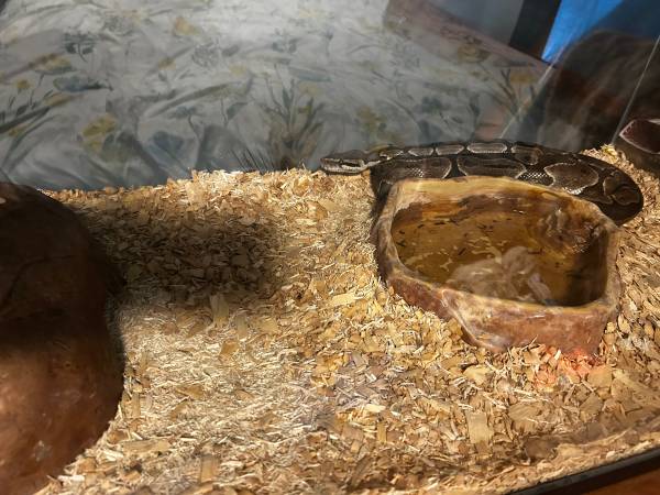 Rehoming ball python559919932082769921