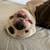Rehoming male dog 4 thumbnail