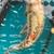 KOI, KOI, KOI, OVER 100 large healthy Koi 15” to 25” 2 thumbnail