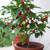 Biquinho Sweety Drop Heirloom Pepper Seeds 3 thumbnail