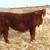 Hereford, Simmental, and SimAngus bulls 3 thumbnail