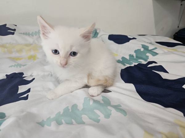 ¡¡Gatito! Hermoso gatito flamepoint de ojos azules (Oregon City)63842373965443124