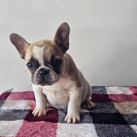 Mocha (San diego)63894715800067120