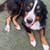 Bernese Mountain Dog 3 thumbnail