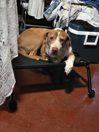 Perro que necesita un nuevo hogar (Pico Rivera)63877736026243121