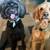 $35.00/Night Dog Boarding - Cozy Stays & Belly Rubs! 6 thumbnail