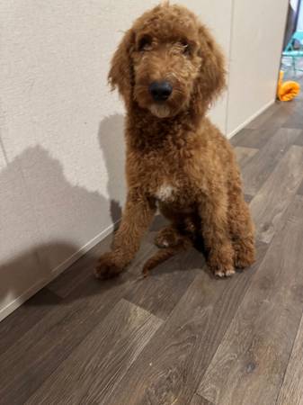 Golden Doodle63416265368579121