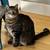 MISSING CAT - St Paul Newell Park/Hamline University area 2 thumbnail