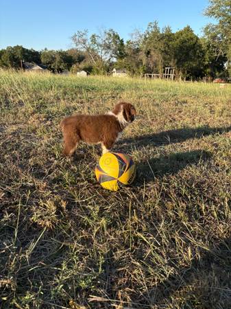 Border Aussie Pup (Weatherford)64018675046914121