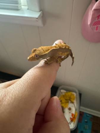 Baby gecko crestaño (Lawrenceburg)63664482645377121