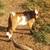 Nigerian Dwarf Kid Goats for sale 3 thumbnail