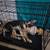 German shepherd mix 3 thumbnail