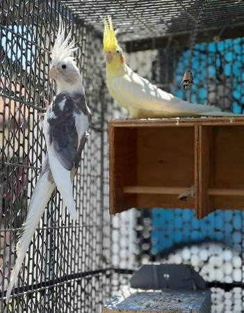 ¡Demasiados pájaros! Reubicando estas bellezas (Oceanside)63870037800195122