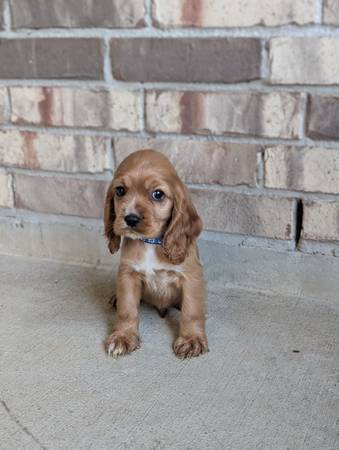 Cocker Spaniel pups (Katy)63859317362433120