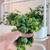 Click and Grow Smart Garden 27 6 thumbnail